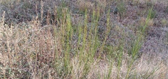 Terrain à bâtir à Cases-de-Pène, Occitanie