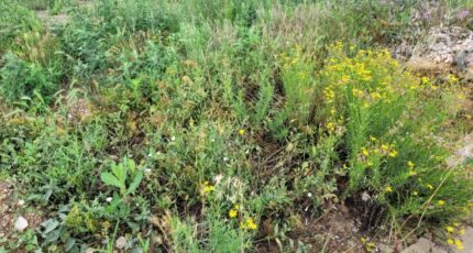 Cases-de-Pène Terrain à bâtir - 2280408-4671annonce120250923PuaMF.jpeg Maisons Balency