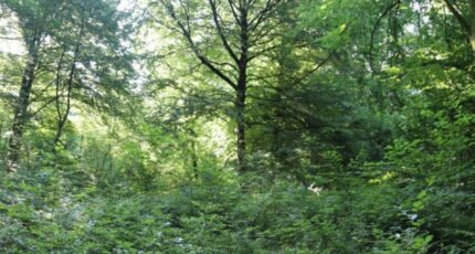 Aubevoye Terrain à bâtir - 2326183-10332annonce120251103AIBa8.jpeg Maisons Balency