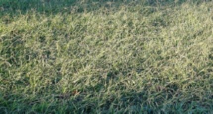 Saint-André Terrain à bâtir - 2304273-4671annonce1202510135pvz5.jpeg Maisons Balency