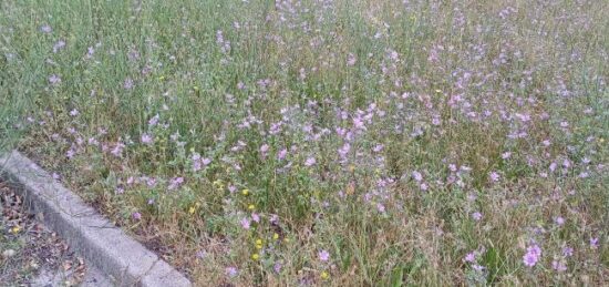 Terrain à bâtir à Maureillas-las-Illas, Occitanie