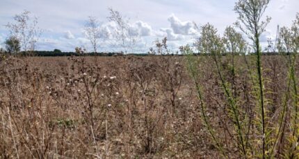 Frénouville Terrain à bâtir - 2264386-11563annonce120250908KZ6z7.jpeg Maisons Balency