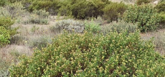 Terrain à bâtir à Théza, Occitanie