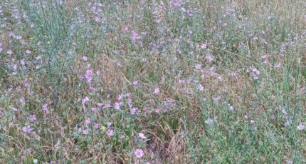 Corbère-les-Cabanes Terrain à bâtir - 2259599-4671annonce1202509031rcQM.jpeg Maisons Balency