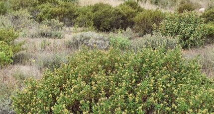 Théza Maison neuve - 2338226-4671annonce120251114syuwF.jpeg Maisons Balency