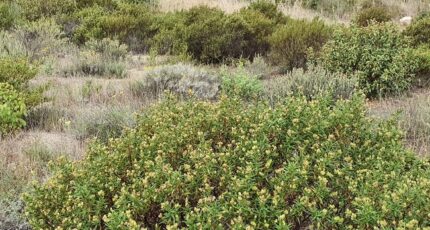 Toulouges Maison neuve - 2348190-4671annonce120251125sJRQJ.jpeg Maisons Balency