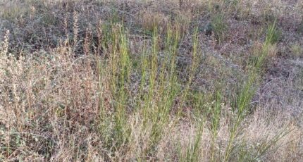 Alénya Maison neuve - 2385863-4671annonce120260108x5Tu0.jpeg Maisons Balency