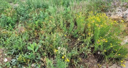 Saint-Cyprien Terrain à bâtir - 2391598-4671annonce120260113x8QcF.jpeg Maisons Balency