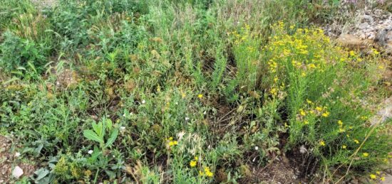 Terrain à bâtir à Saint-Cyprien, Occitanie