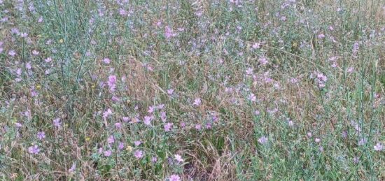 Terrain à bâtir à Estagel, Occitanie