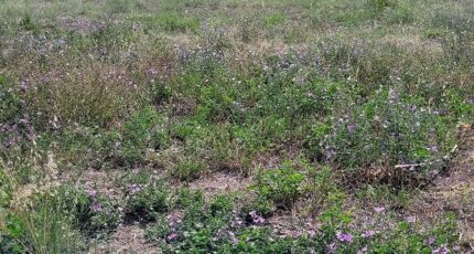 Estagel Maison neuve - 2402069-4671annonce120260122nq5cf.jpeg Maisons Balency