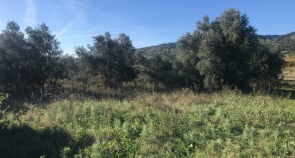 Saint-Jean-de-Cornies Maison neuve - 2318552-10245annonce120251027cTbqA.jpeg Maisons Balency