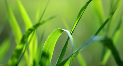 Bréauté Maison neuve - 2421880-1703annonce120260207WCbOU.jpeg Maisons Balency