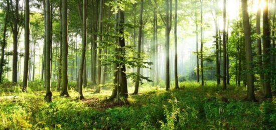 Terrain à bâtir à Égly, Île-de-France