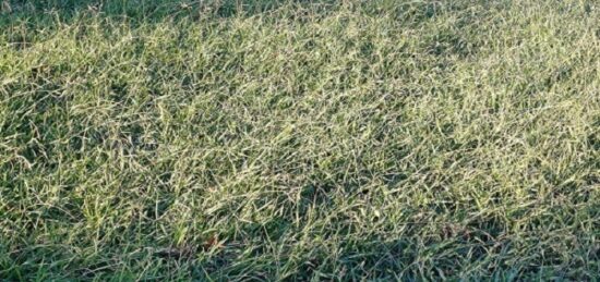 Terrain à bâtir à Pia, Occitanie