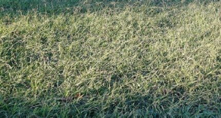 Villemolaque Maison neuve - 2447811-4671annonce120260304Su3Hu.jpeg Maisons Balency