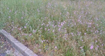 Latour-Bas-Elne Terrain à bâtir - 2420703-4671annonce1202602069qmOo.jpeg Maisons Balency