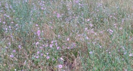 Estagel Maison neuve - 2460127-4671annonce120260318BVqp2.jpeg Maisons Balency