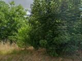 Terrain à bâtir à Boutigny-sur-Essonne (91820) 2570839-4684annonce120260701zdRos.jpeg Maisons Balency